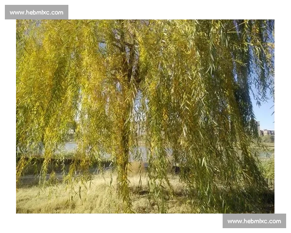 黑马奔腾！这位国乒选手潜力无限，或将搅乱一池春水